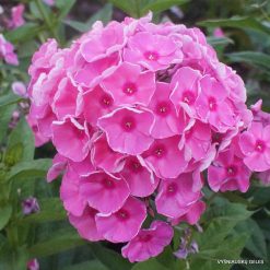 Phlox ‘Septemberlachs‘ (2)
