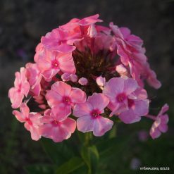 Phlox ‘Septemberlachs‘ (3)