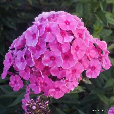 Phlox ‘Septemberlachs‘