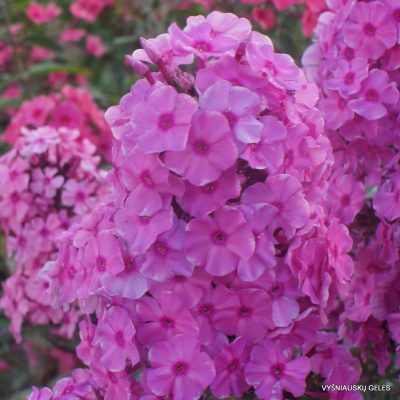 Phlox ‘Sweet Summer Fragrance‘ (2)