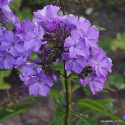 Phlox ‘Vechernii Radoneg‘