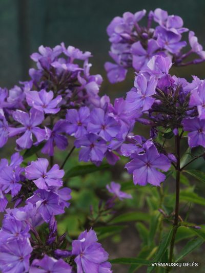 Phlox ‘Vechernii Radoneg‘ (2)