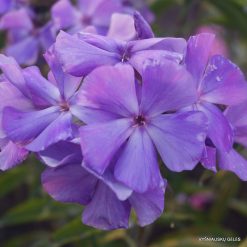 Phlox ‘Vechernii Radoneg‘ (3)