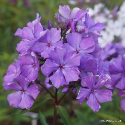 Phlox ‘Vechernii Radoneg‘ (4)