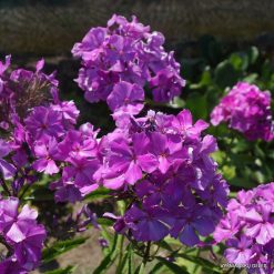 Phlox ‘Vechernii Radoneg‘ (6)