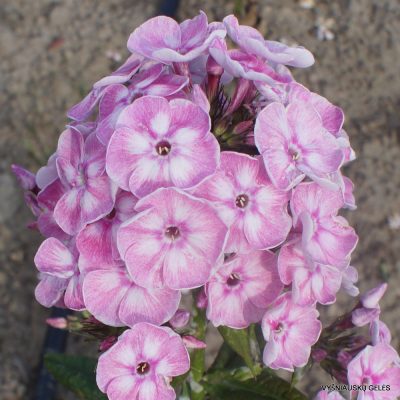 Phlox ‘Younique Old Pink‘ (2)