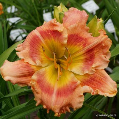 daylily 'After The Dawn' (2)