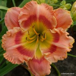 daylily 'After The Dawn'
