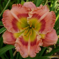 daylily 'After The Dawn'