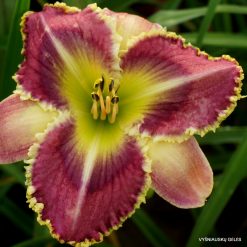 daylily 'Blue Ringed Octopus