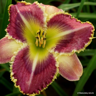 daylily 'Blue Ringed Octopus