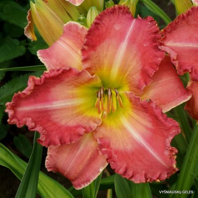 daylily ‘Bored Housewife’