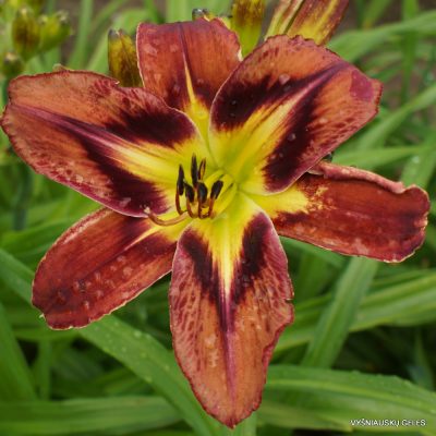 daylily ‘Brown Delicious’