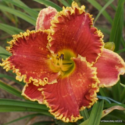 daylily 'Cast Your Crown' (2)