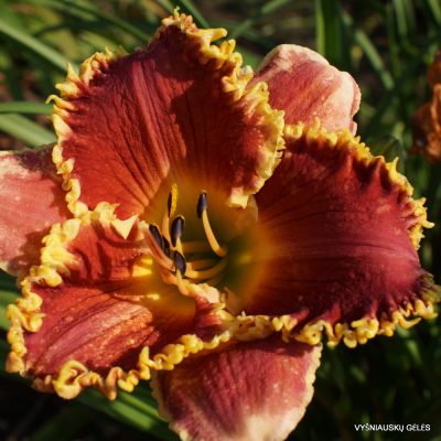 daylily 'Cast Your Crown' (2)
