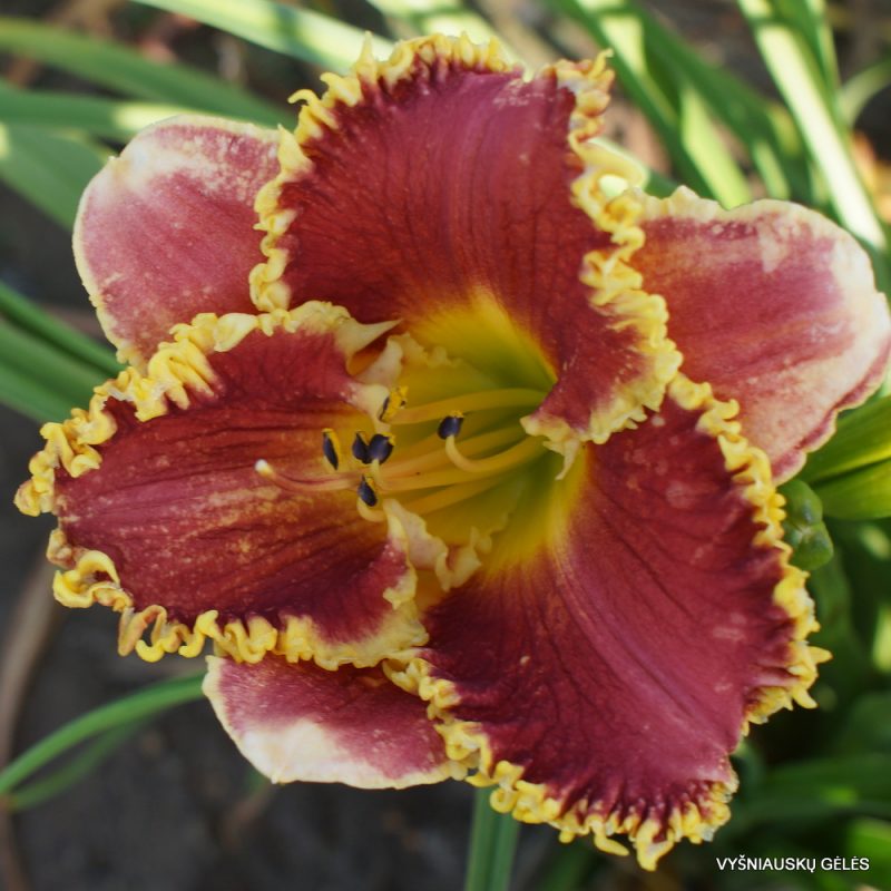 daylily 'Cast Your Crown' (3)