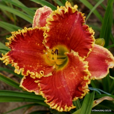 daylily 'Cast Your Crown'