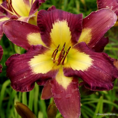 daylily 'Echo Echo'