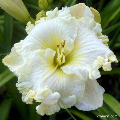 daylily 'Fancy Lace' (2)