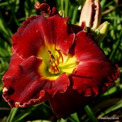 daylily 'Glory in Red'