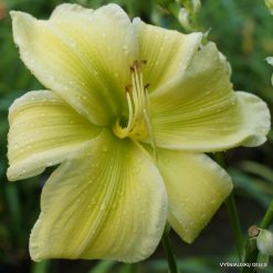 daylily 'Green is Good'