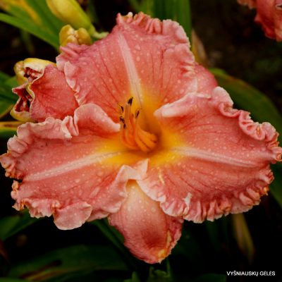 daylily ‘Pink Aberration’