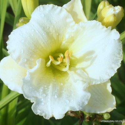 daylily 'Polar Picture' (2)