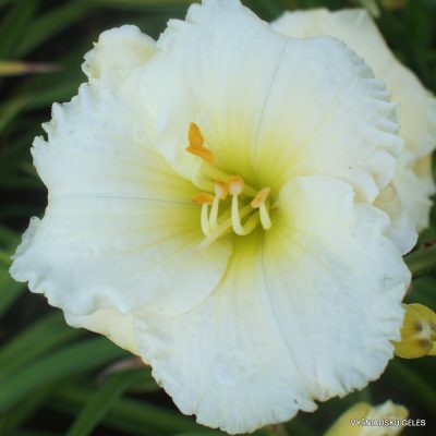 daylily 'Polar Picture'