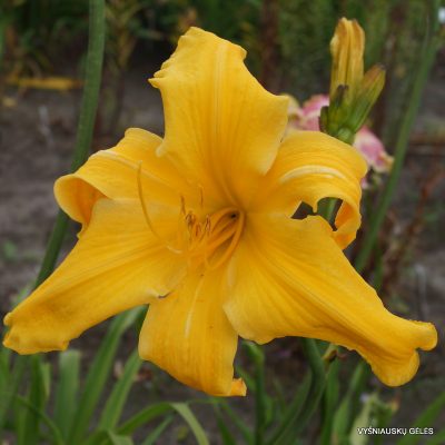daylily ‘Reach For The Heavens’
