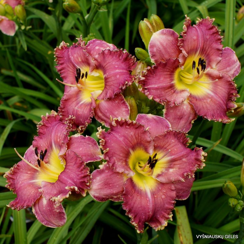 daylily 'Root Canal' (2)