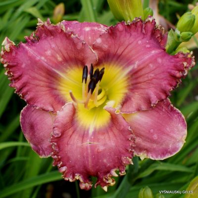 daylily 'Root Canal' (3)