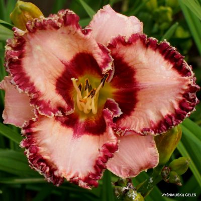 daylily ‘Rosy Red’