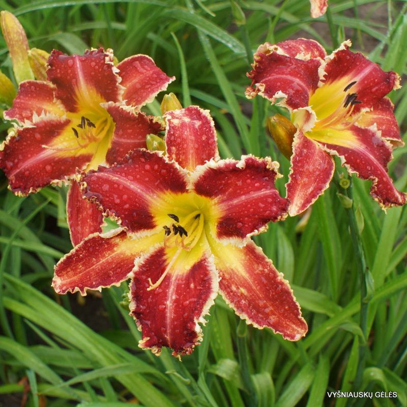 daylily 'Rosy Spiketail' (2)