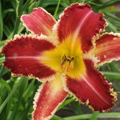 daylily 'Rosy Spiketail'