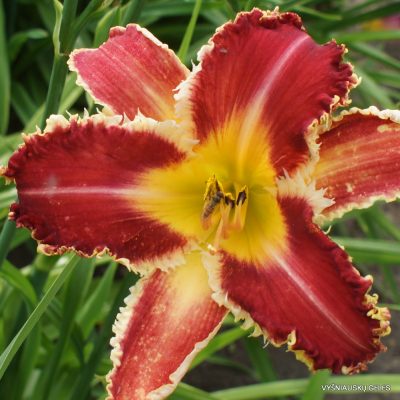 daylily 'Rosy Spiketail'