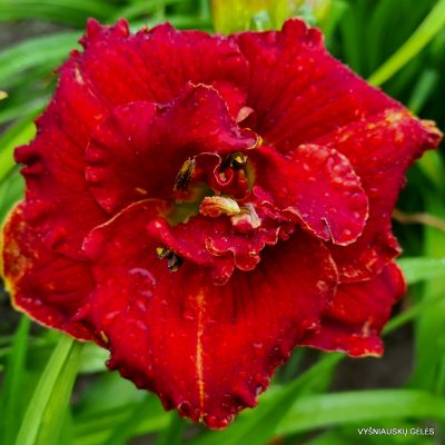 daylily ‘Ruby Corsage’
