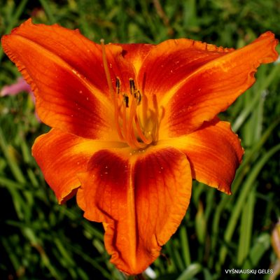 Daylily 'Stop the Car'