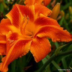 Daylily 'Stop the Car'
