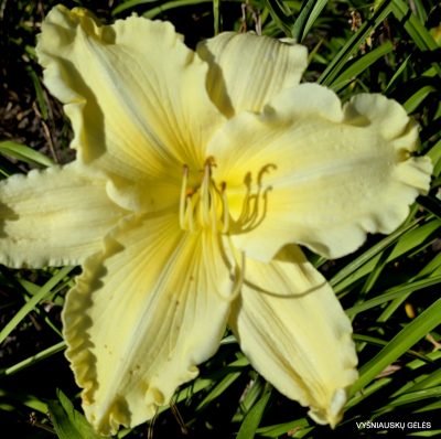 Daylily 'Titan Of Ice' (2)