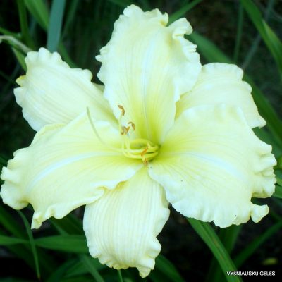 Daylily 'Titan Of Ice'