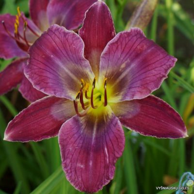 Daylily 'Tripped Out'