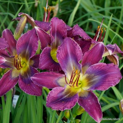 Daylily ‘Tripped Out’