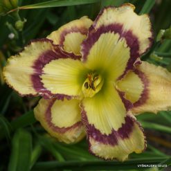 Daylily 'Violet Stained Glass' (2)