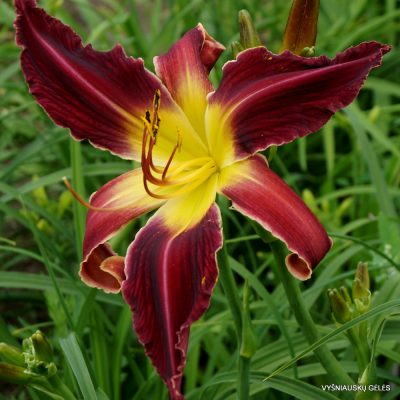 Daylily 'Webster's Aggie'