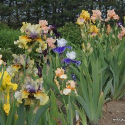 Iris