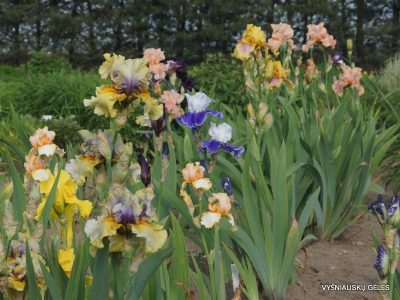 Iris Iris