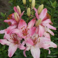 Lily 'Rožinė Melodija'