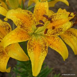 Lily 'Žvaigždžių Šokis'