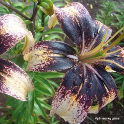 'Paslaptis'