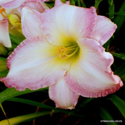 daylily ‘Susan Weber’